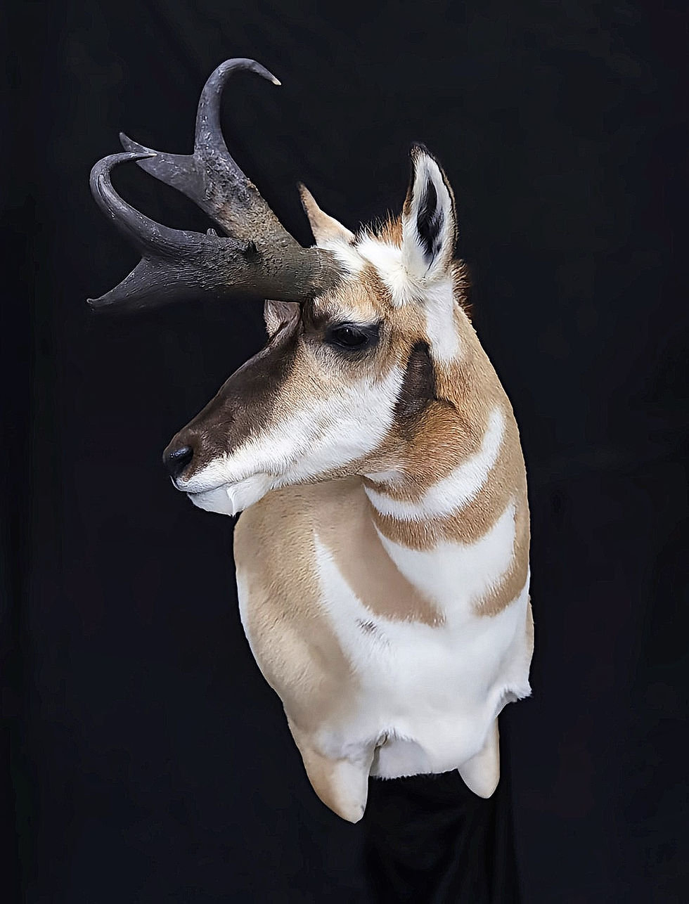 Taxidermy Reflections Taxidermy Helena